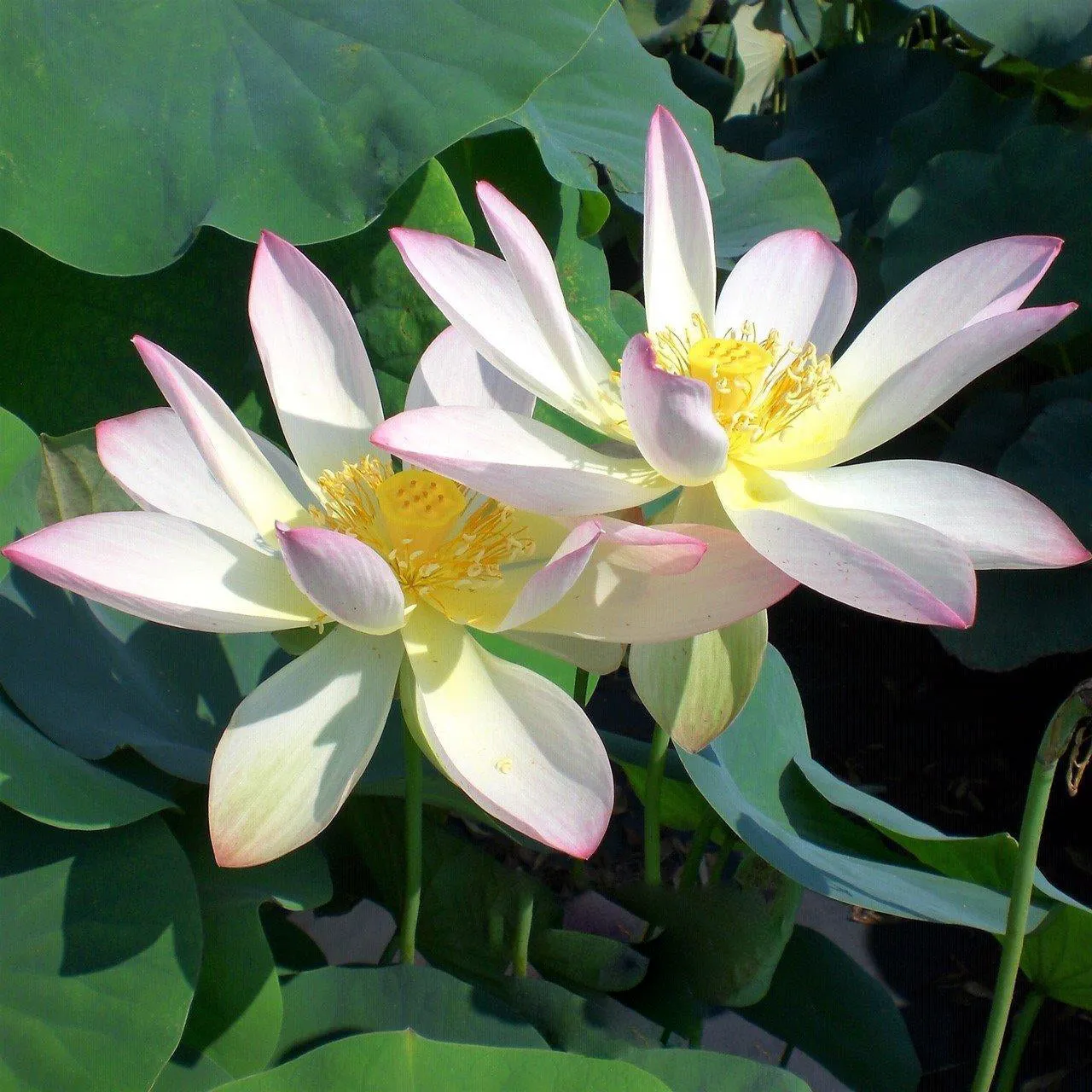 Drunken Concubine - Color Changing Lotus (Bare Root)