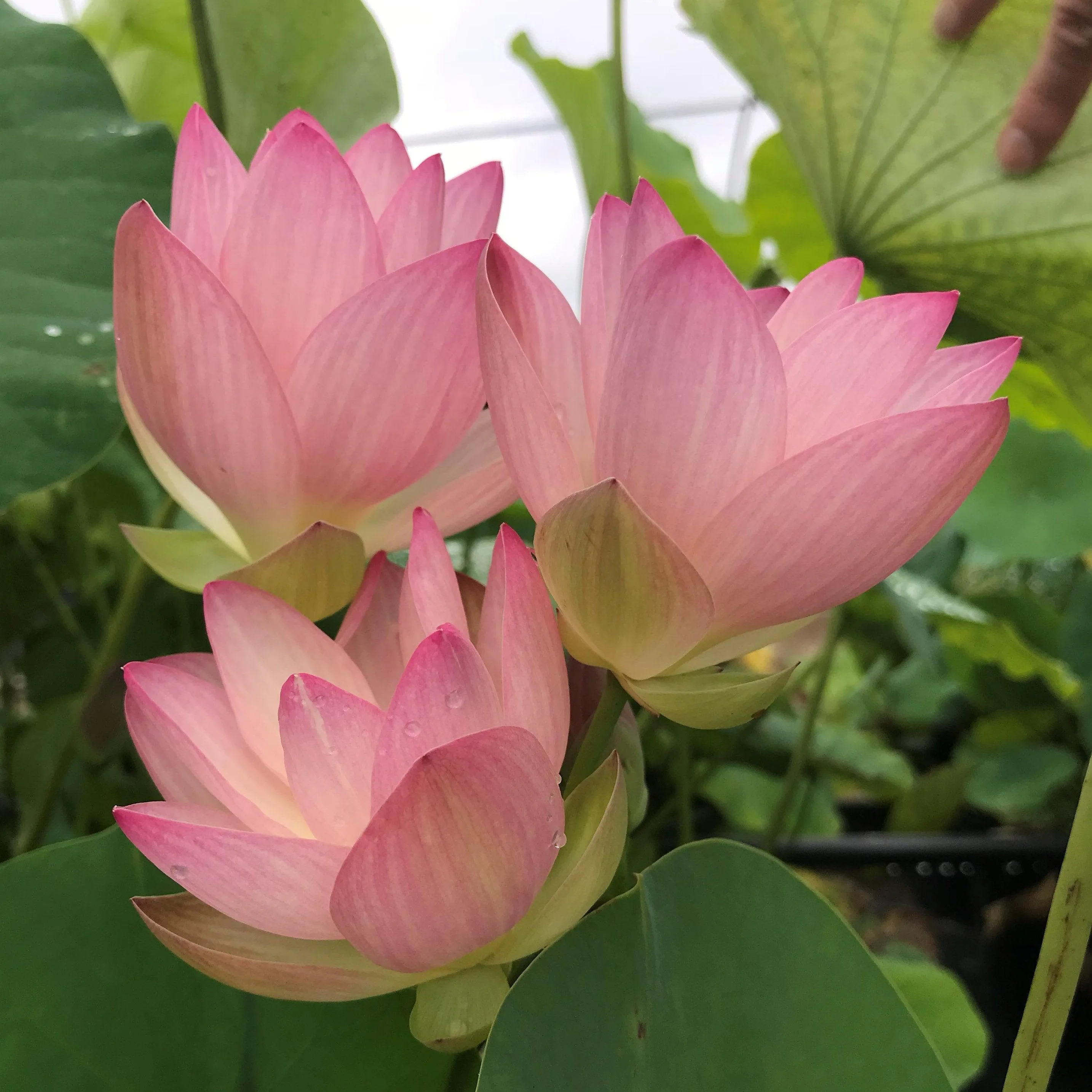 Drunken Concubine - Color Changing Lotus (Bare Root)
