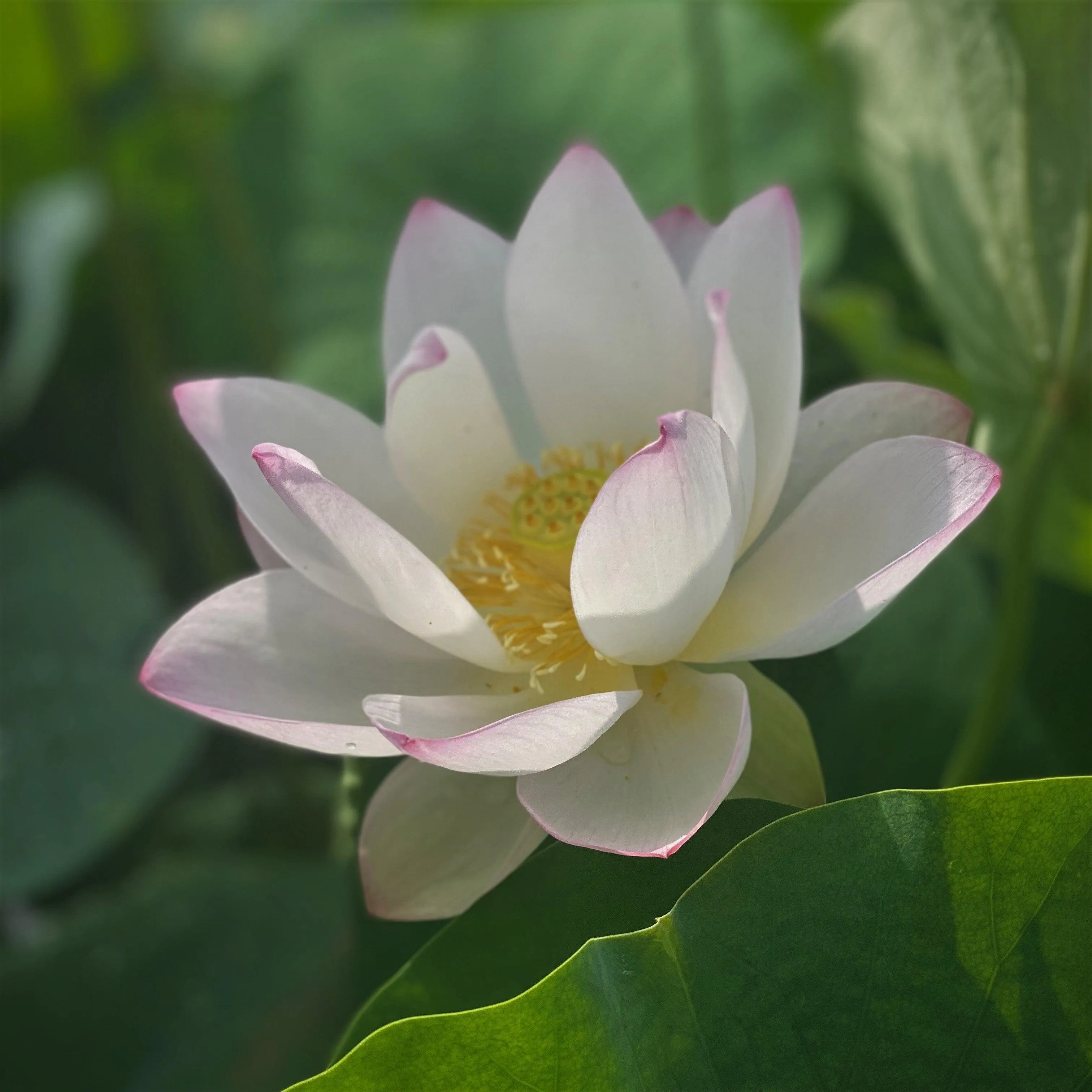 Drunken Concubine - Color Changing Lotus (Bare Root)