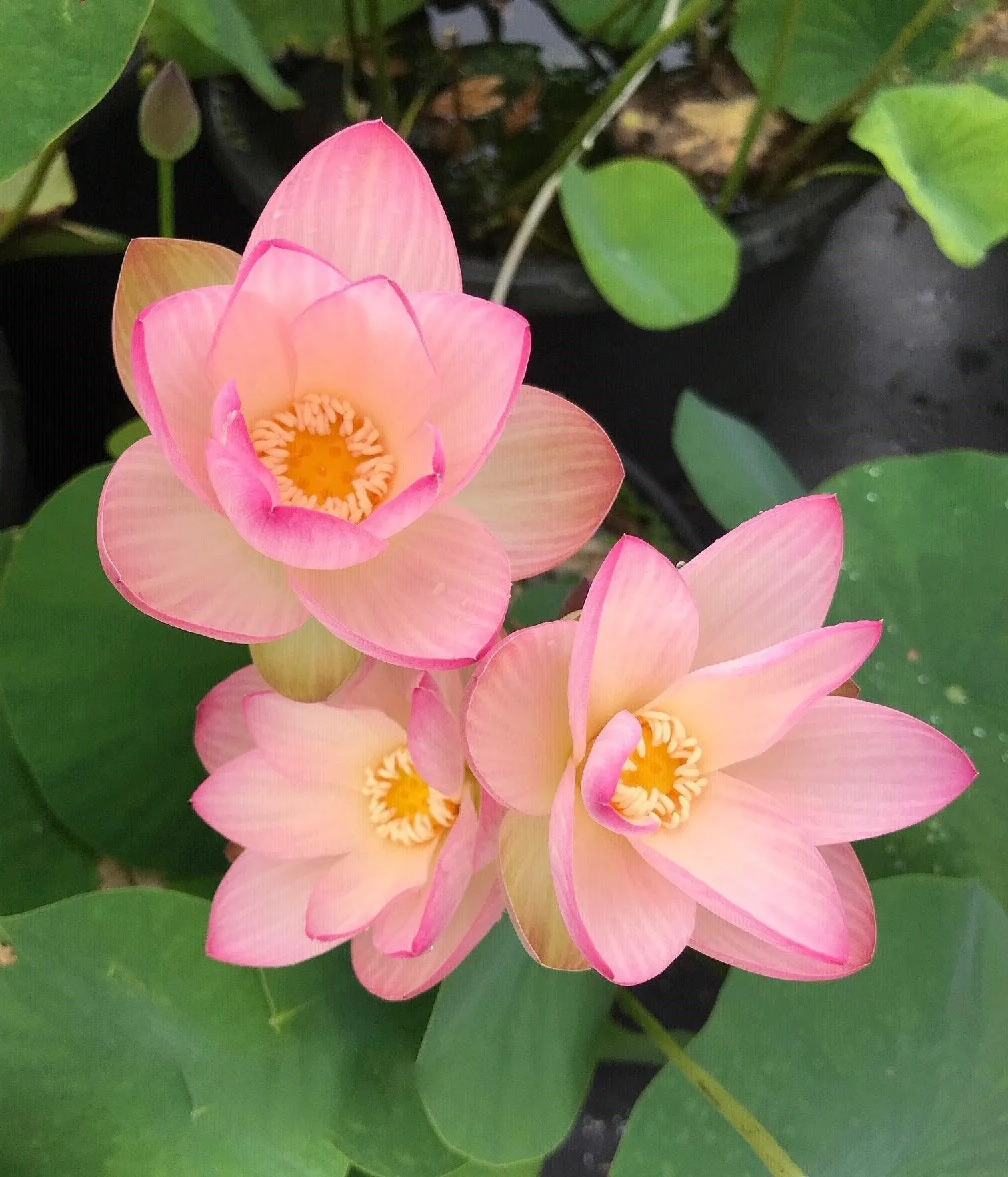 Drunken Concubine - Color Changing Lotus (Bare Root)