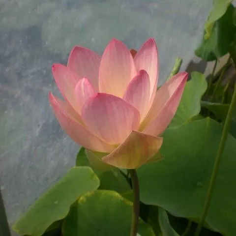 Drunken Concubine - Color Changing Lotus (Bare Root)