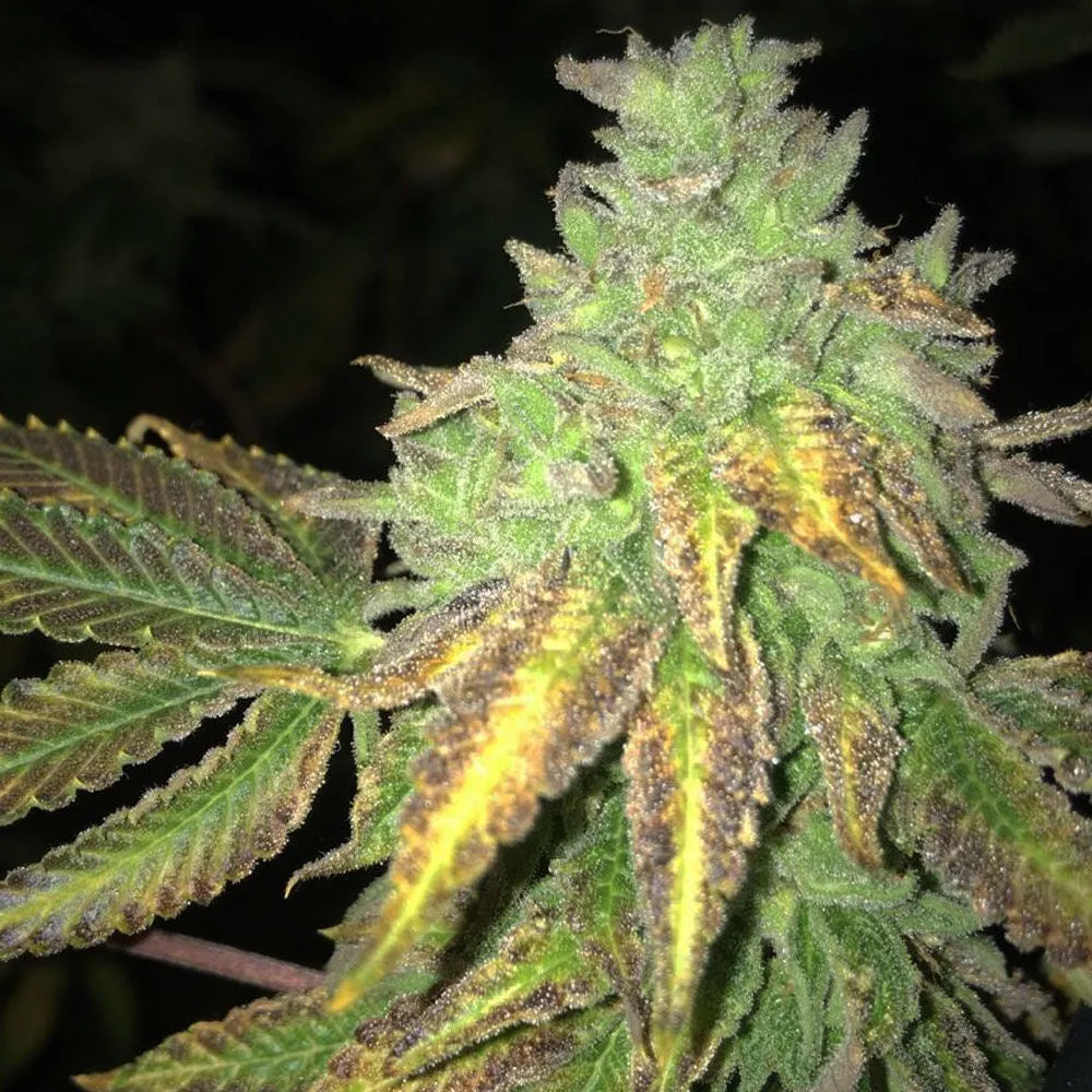 SALE!! T.H. Seeds x Massive Creations - Shiloh Z